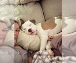 Small #1 American Pit Bull Terrier Mix
