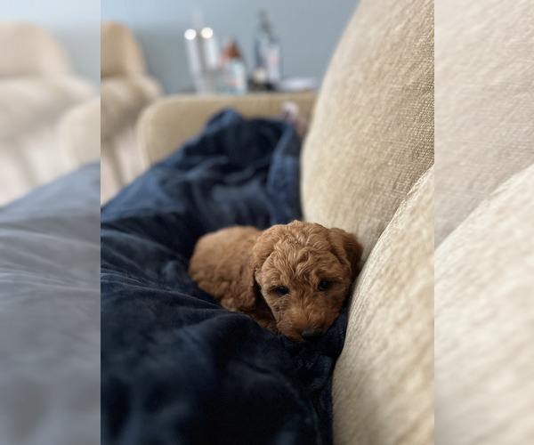 Medium Photo #7 Cockapoo (Miniature) Puppy For Sale in LOGAN, IA, USA