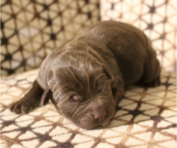 Medium Photo #3 Labrador Retriever Puppy For Sale in CAPON BRIDGE, WV, USA