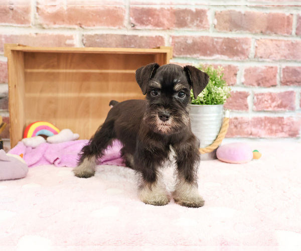Medium Photo #15 Schnauzer (Miniature) Puppy For Sale in SYRACUSE, IN, USA