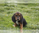 Small Photo #8 Basset Hound Puppy For Sale in MEMPHIS, MO, USA