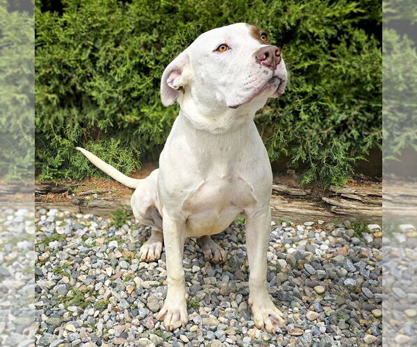 Medium Photo #5 American Staffordshire Terrier Puppy For Sale in Albuquerque, NM, USA
