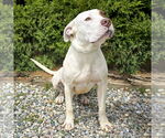 Small #4 American Staffordshire Terrier