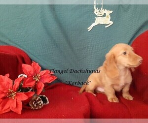 Dachshund Puppy for sale in CUTLER BAY, FL, USA