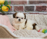 Small Shih Tzu