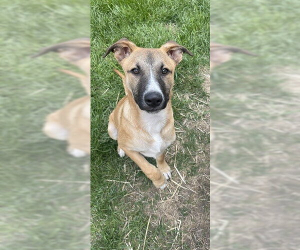 Medium Photo #3 Mutt Puppy For Sale in Genesee, WI, USA