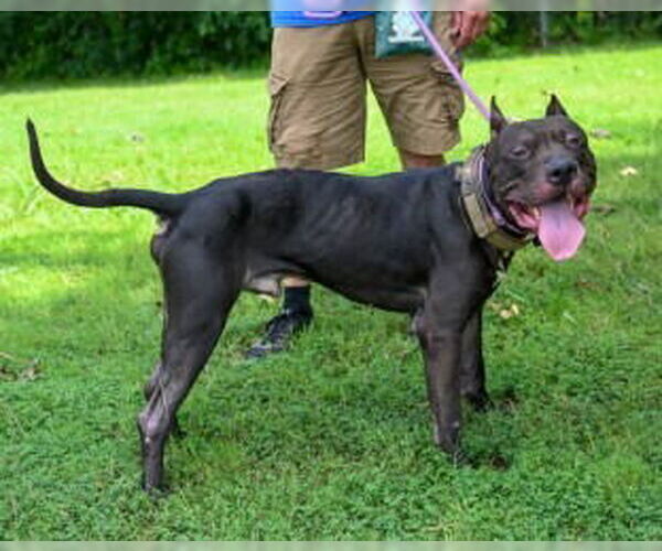 Medium Photo #4 Mastiff-Unknown Mix Puppy For Sale in Glen Allen, VA, USA