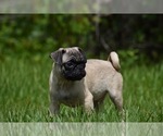 Small #1 Pug