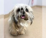 Small Shih Tzu