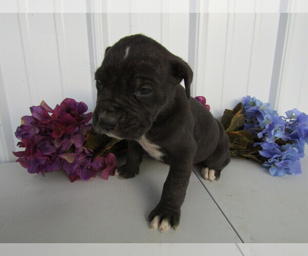 Medium Photo #11 Cane Corso Puppy For Sale in EMPIRE STATE, NY, USA