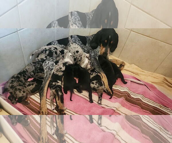 Medium Photo #1 Bluetick Coonhound Puppy For Sale in New Orleans, LA, USA