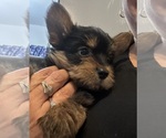 Small Photo #30 Yorkshire Terrier Puppy For Sale in BRIDGETON, NJ, USA