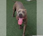 Small #1 American Pit Bull Terrier Mix