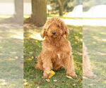 Small Photo #1 Goldendoodle Puppy For Sale in NAPPANEE, IN, USA