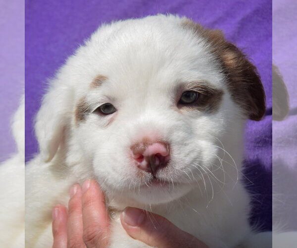 Medium Photo #6 American Staffordshire Terrier-Boston Terrier Mix Puppy For Sale in Huntley, IL, USA