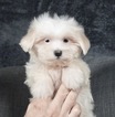 Puppy 5 Maltese