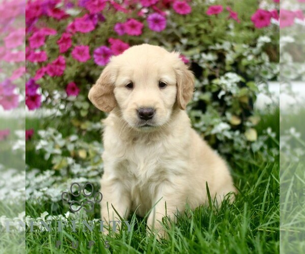 Medium Photo #1 Golden Retriever Puppy For Sale in BIRD IN HAND, PA, USA