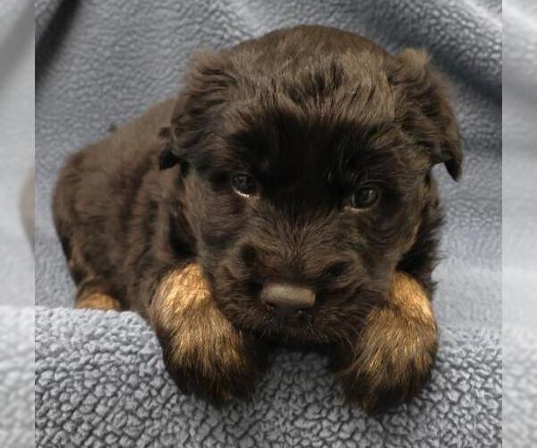 Medium Photo #1 Mutt Puppy For Sale in Thief River Falls, MN, USA