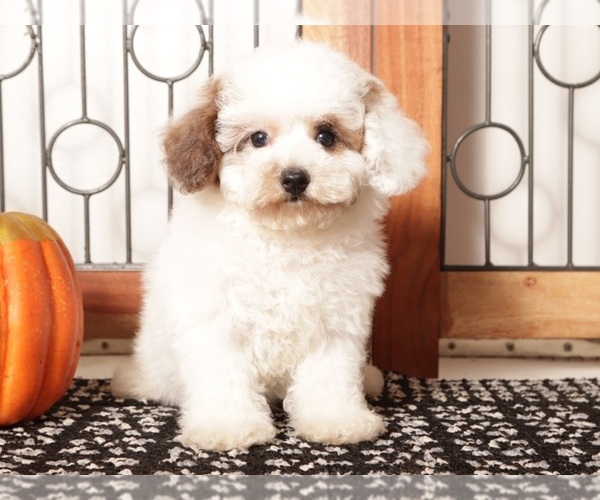 Medium Photo #1 Poodle (Toy) Puppy For Sale in NAPLES, FL, USA