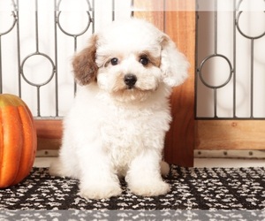 Poodle (Toy) Puppy for Sale in NAPLES, Florida USA