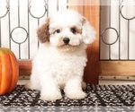 Small Poodle (Toy)
