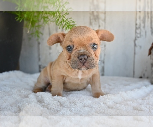 Medium Photo #8 French Bulldog Puppy For Sale in MILLERSBURG, OH, USA