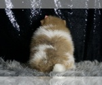 Small Photo #23 Pomeranian Puppy For Sale in WARSAW, IN, USA