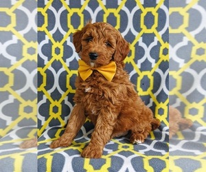 Goldendoodle (Miniature) Puppy for sale in NOTTINGHAM, PA, USA