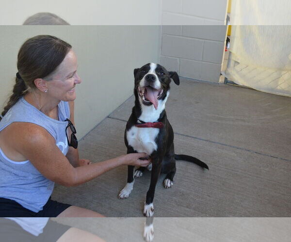 Medium Photo #3 Border Collie-Unknown Mix Puppy For Sale in McKinney, TX, USA