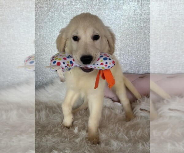 Medium Photo #1 English Cream Golden Retriever Puppy For Sale in STUART, FL, USA