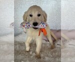 Image preview for Ad Listing. Nickname: Hunny Bea