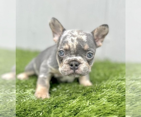 Medium Photo #4 French Bulldog Puppy For Sale in MANCHESTER, NH, USA