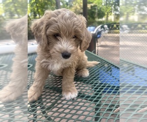 Double Doodle Puppy for sale in SAN JOSE, CA, USA