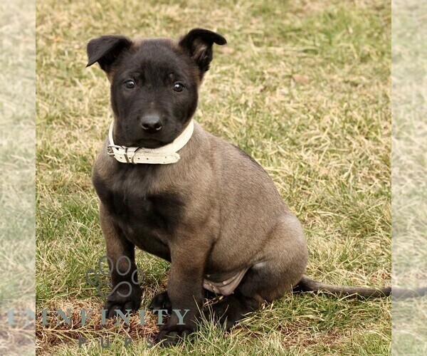Medium Photo #3 Belgian Malinois Puppy For Sale in STRASBURG, PA, USA