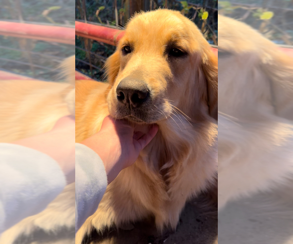 Medium Photo #1 English Cream Golden Retriever Puppy For Sale in COLUMBUS, IN, USA