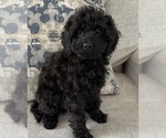 Small #6 Cavapoo