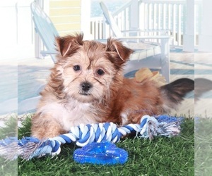Havashire Puppy for sale in MOUNT VERNON, OH, USA