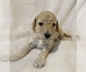 Goldendoodle (Miniature) Puppy for sale in SHELL LAKE, WI, USA