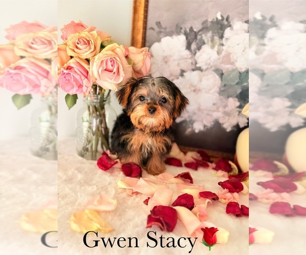 Medium Photo #18 Yorkshire Terrier Puppy For Sale in MURFREESBORO, TN, USA