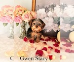 Small #17 Yorkshire Terrier