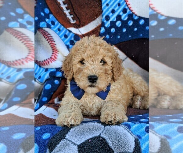 Medium Photo #6 Poochon Puppy For Sale in LEOLA, PA, USA