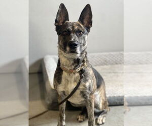 Holland Shepherd-Unknown Mix Dogs for adoption in Dana Point, CA, USA
