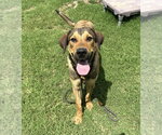 Small #8 Mutt