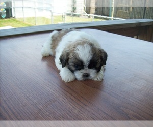 Shih Tzu Puppy for sale in S ZANESVILLE, OH, USA
