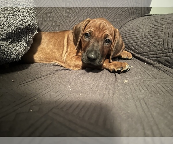 Medium Photo #12 Rhodesian Ridgeback Puppy For Sale in MURFREESBORO, TN, USA