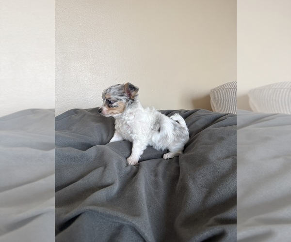 Medium Photo #26 Chihuahua Puppy For Sale in MARCUS, IA, USA