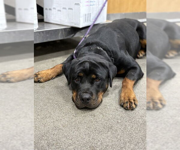 Medium Photo #1 Rottweiler Puppy For Sale in Forestville, MD, USA
