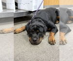 Small Rottweiler
