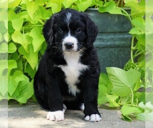 Bernedoodle Puppy for sale in FREDERICKSBG, OH, USA