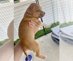 Small #1 American Pit Bull Terrier